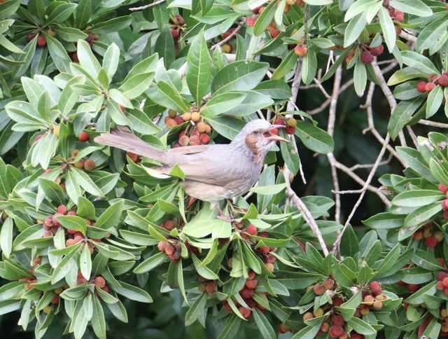 樹上で、やまももく～、ゴール！ - 兵庫県立人と自然の博物館（ひとは